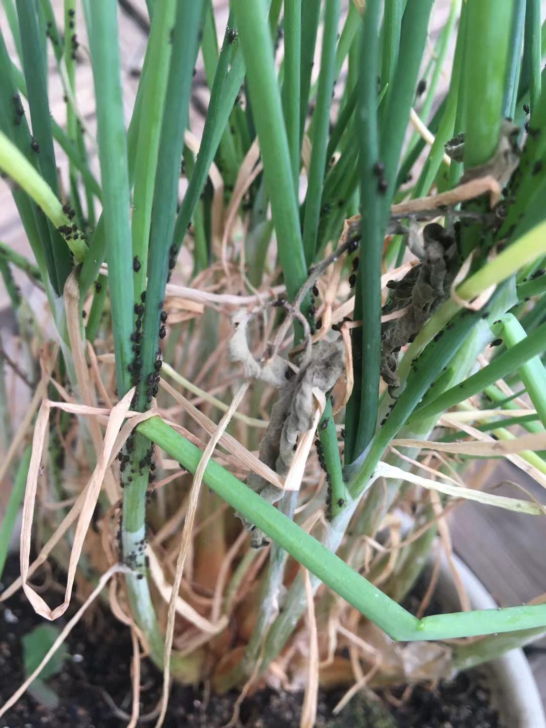 种菜为什么会有虫害?深入了解虫害是什么!(阳台经验)