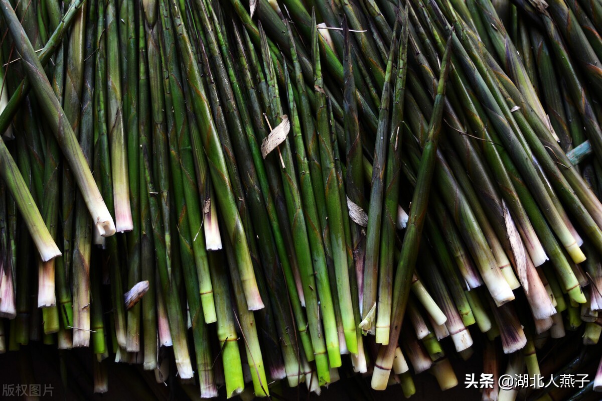 65种野菜图片大全，教你认识不同的野菜和吃法，你想要的野菜都有