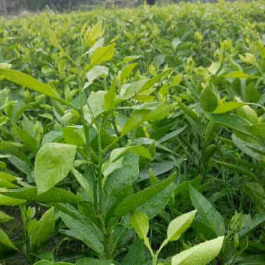 刚出壳的小青柑苗刚到家怎么养比较好记得收藏