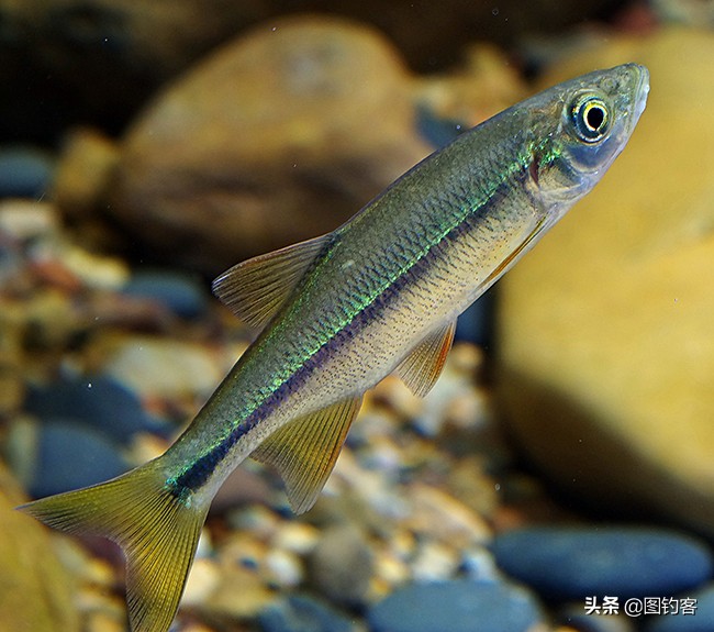 热带四文鱼怎么养长得好「专业回答」 -骁龙网