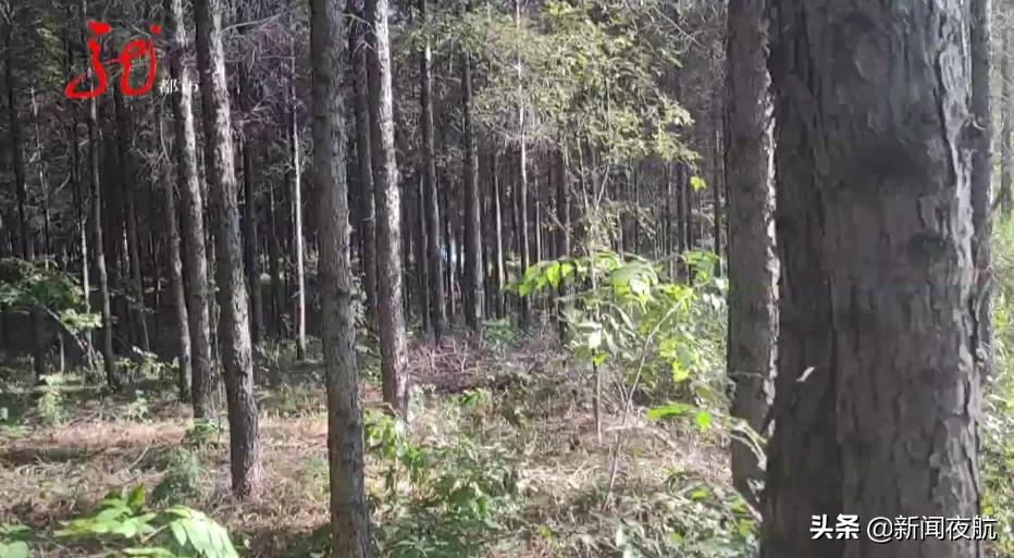 突发!哈尔滨一28岁男子疑似被毒蜂蜇伤后,死亡
