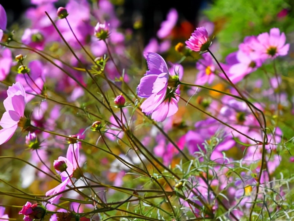 辽宁旅游：抚顺匆匆行散记（图）