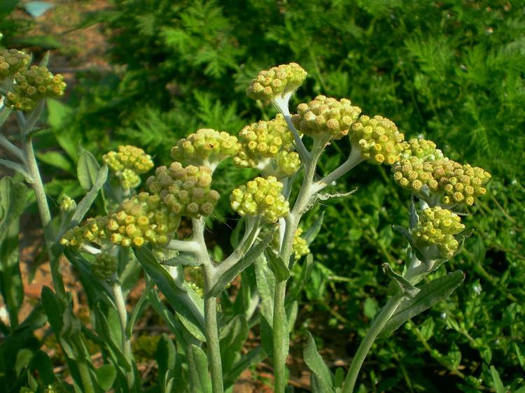 路边发现这种小黄花,赶紧采摘带回家,药用价值极高,别不知价值