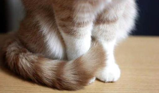 拽猫尾为啥会“拉稀”？阴天为什么猫咪爱洗脸？了解下猫咪感官