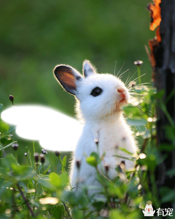 兔兔喂蔬菜了，就可以不喂水吗？