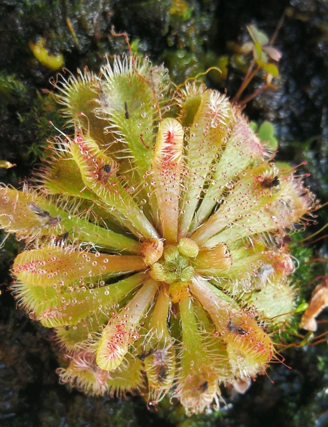 12种吃蚊虫的花，养1盆，虫子全死光