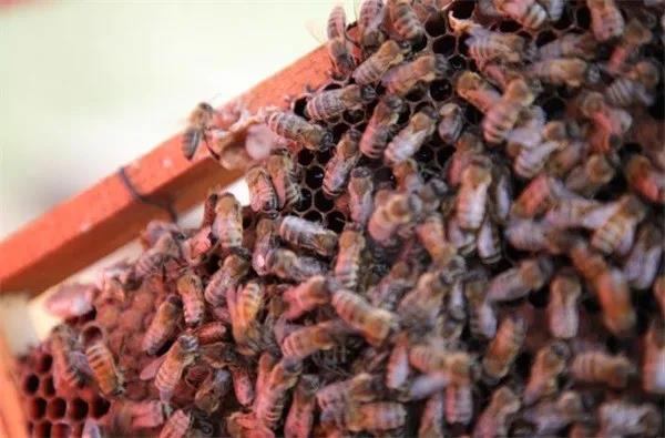 黑蜂蛰了怎么消肿止痒？被蜜蜂蛰了怎么消肿？