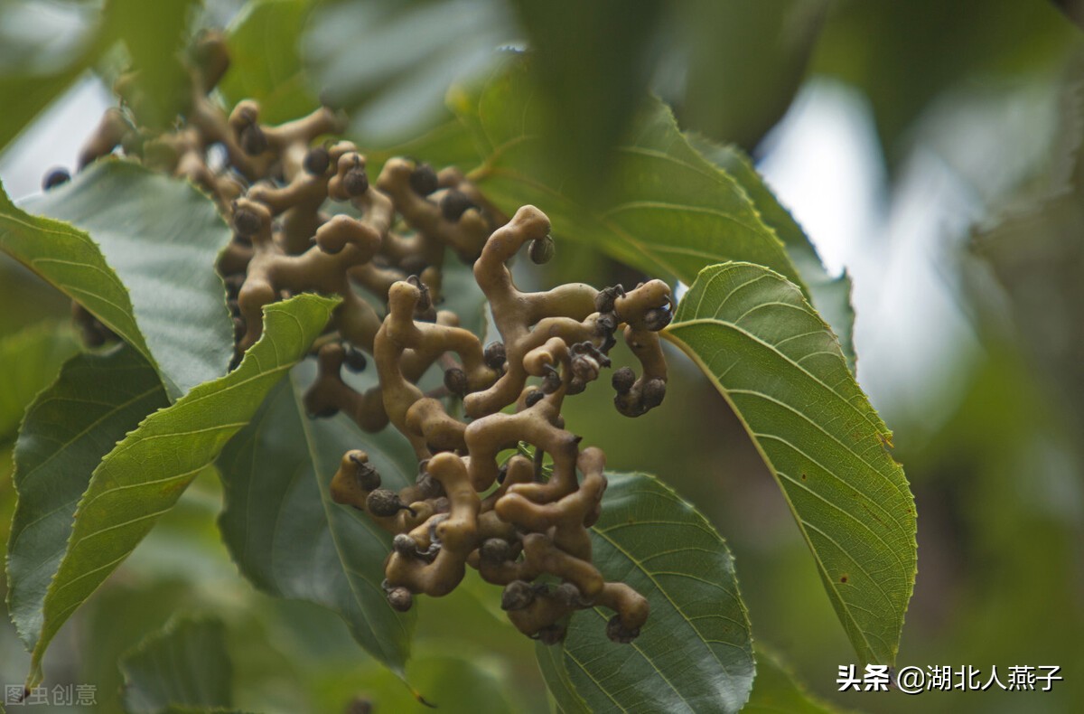 65种野菜图片大全，教你认识不同的野菜和吃法，你想要的野菜都有