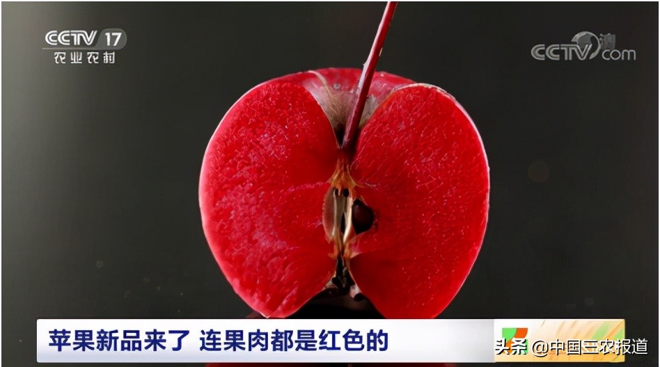 苹果又发布新品了？红皮苹果常见 红肉苹果你见过吗？