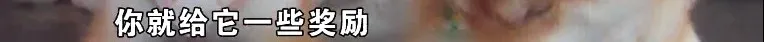 “柯基”头皮被撕咬,遛狗也要讲方法
