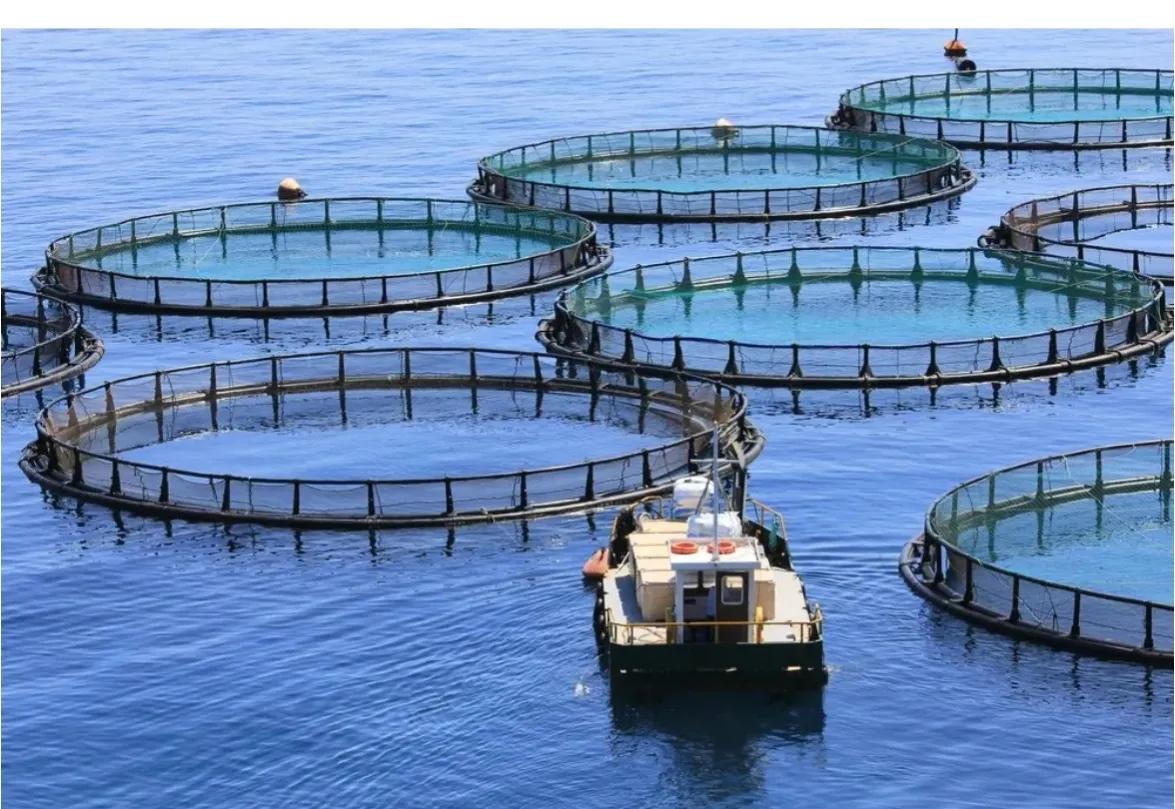 简说网箱养殖优点和必须条件