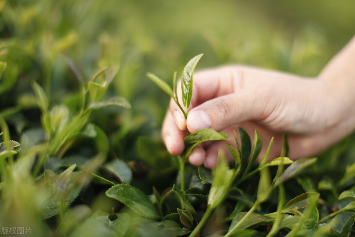 中国十大名茶加盟店，中国最好的茶叶排行(附2022年最新排名前十名单)