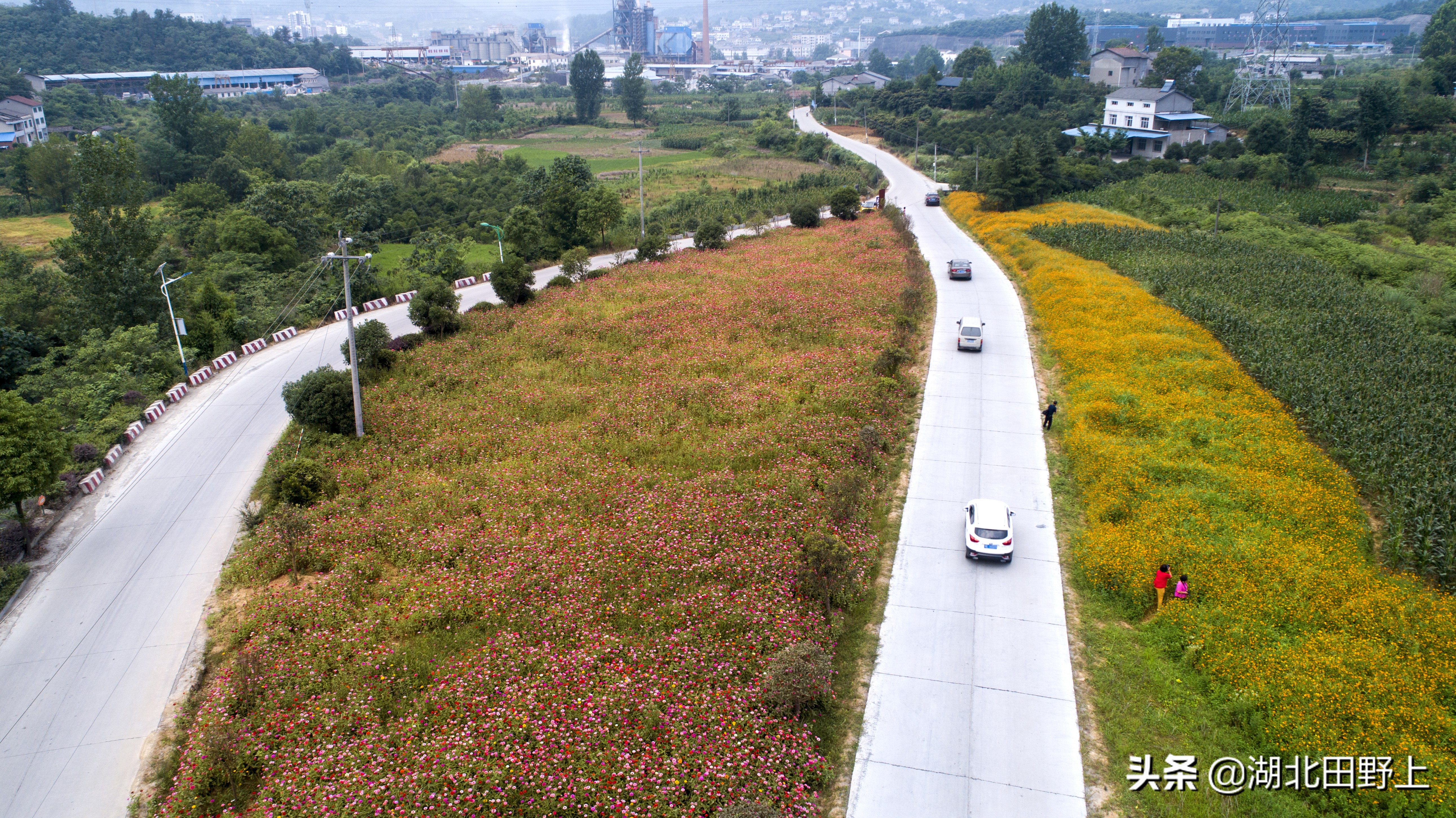 走进一个农旅产业大村——夷陵区黄花镇军田坝村