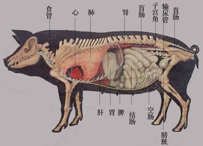 腰子、腰果、牛腰子果、肾蕨、肾豆、腰扇、腰刀、腰牌得名由来？