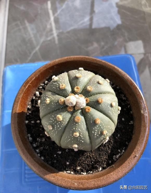 五角鸾凤玉怎么养最佳 千年教育