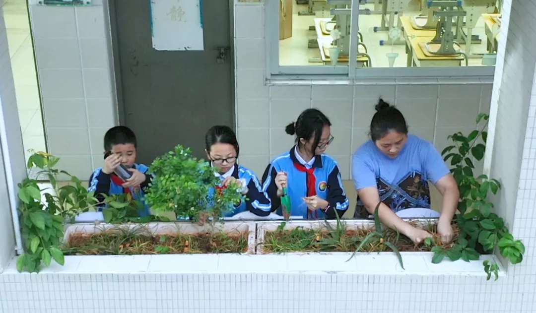 点赞！丰泽这所学校深耕细作，让中医药文化在校园中扎根绽放