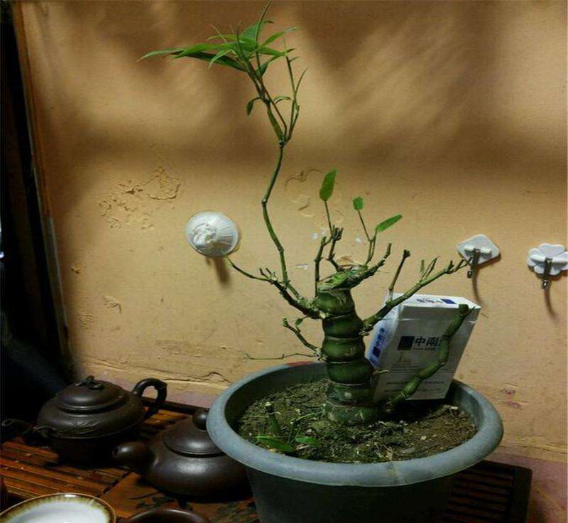 外形圆润细致,可爱庄重,罗汉竹怎么养护观赏性更强?