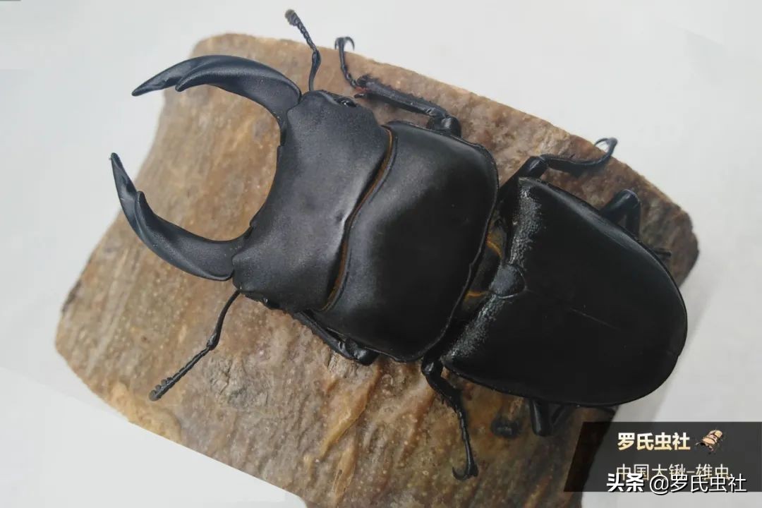 兜锹饲养入门第一辑初识兜锹 罗氏虫社1 属于鞘翅目昆虫2 认识兜锹成虫3 Faq 天天看点