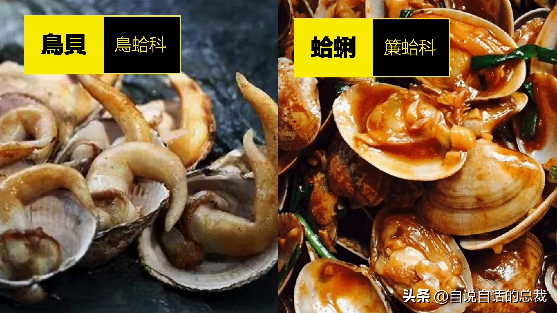 蛤、蚶、蛏、蚝、蚬有什么区别？这是一群美味海怪与人类的故事