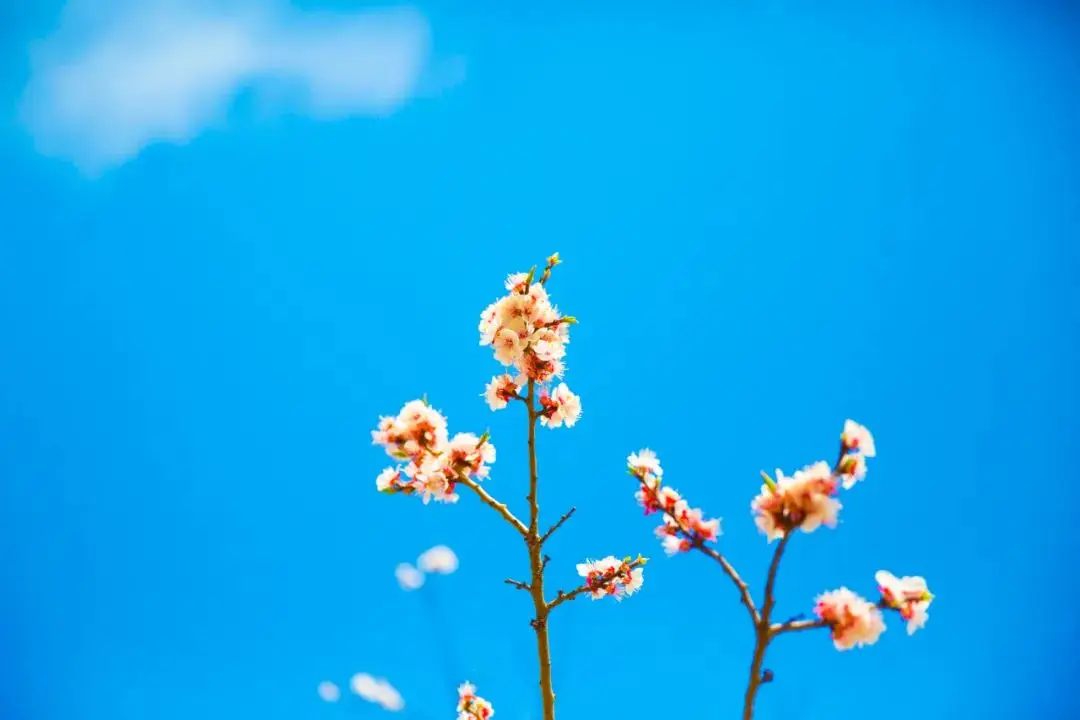 浪漫诗句唯美古诗（12个惊艳千年的浪漫诗句）