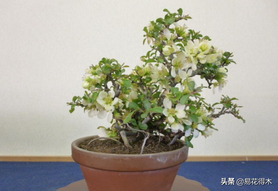 植物花卉的繁殖有几种方式?家庭养花该如何选择?