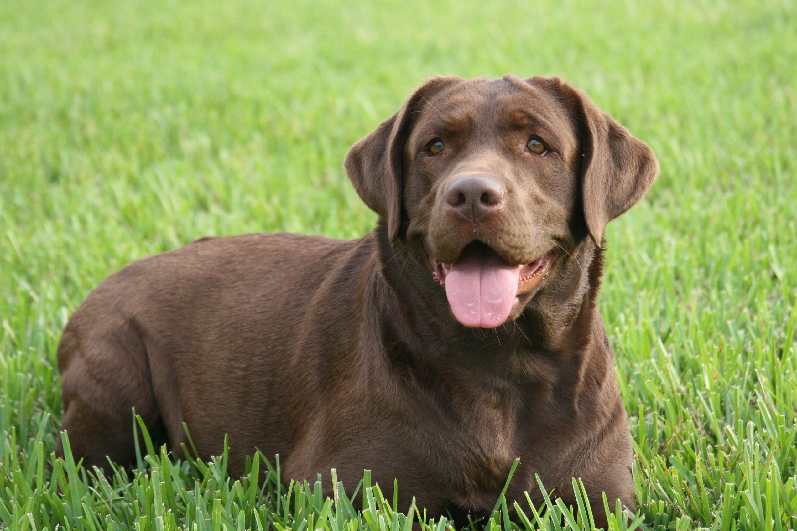 拉布拉多犬是世界三大无攻击性犬种之一,它的性格是好的无可挑剔的