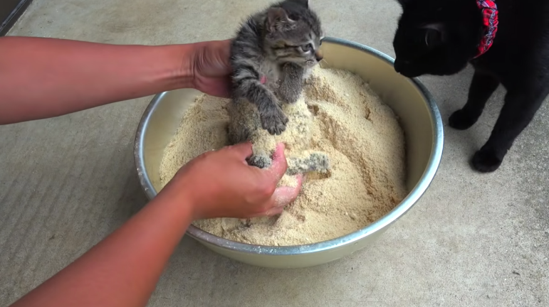 貓咪被裹上米糠粉，明顯是攤上事了，了解後才知道是在幫牠