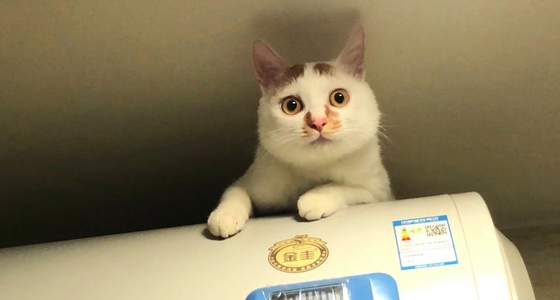 如何预防猫咪最可怕的疾病之一——猫传腹