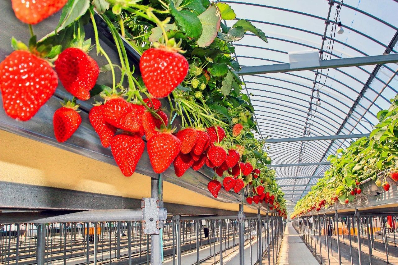 想要冬春时节有草莓吃，阳台种几盆，选好品种是成功的第一步