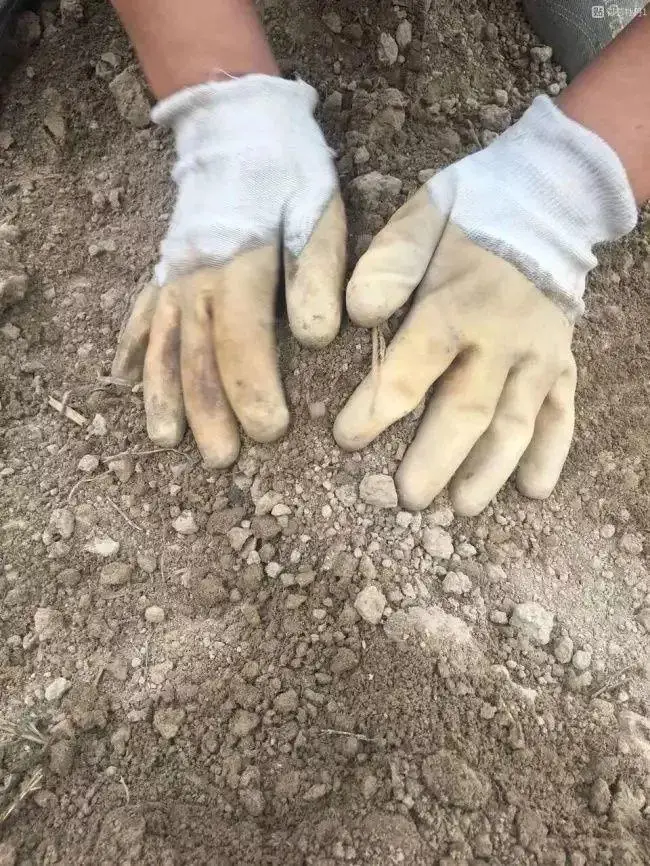 芍药花什么时候开花（芍药种植方法和时间）