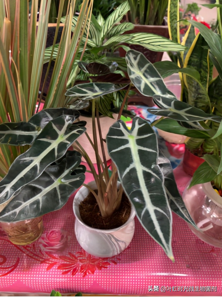 孔省竹竽冬季怎么养忌讳什么科普