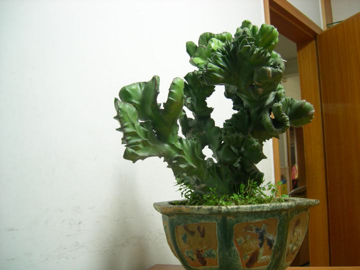 仙人麒麟植物怎么养长得好记得收藏