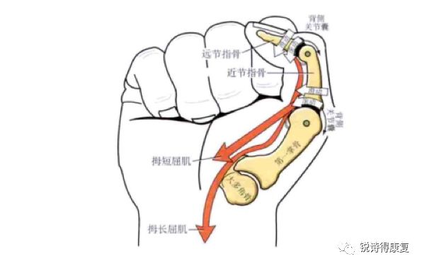 手部解剖结构和基本功能模式