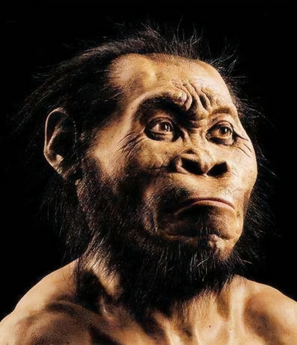 最早的人类距今多少年（300万年前第一个人类身份确定）