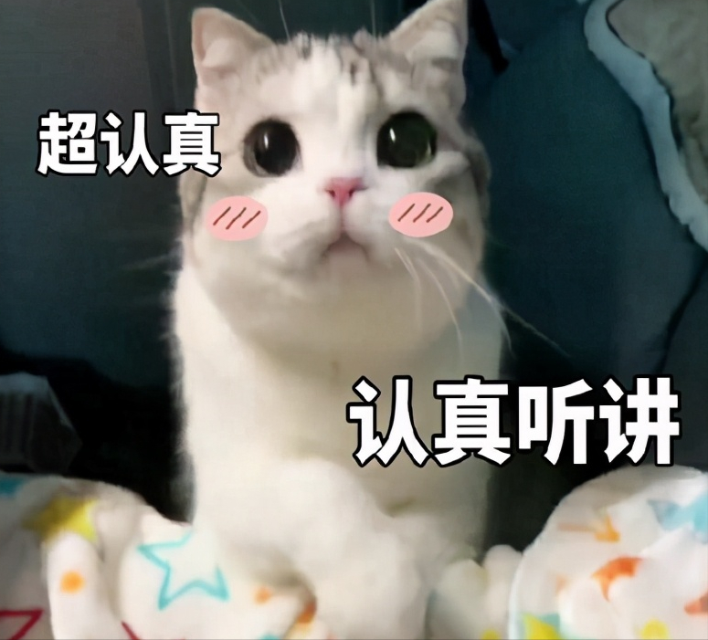 价格便宜的宠物猫（7种常见宠物猫的价格）