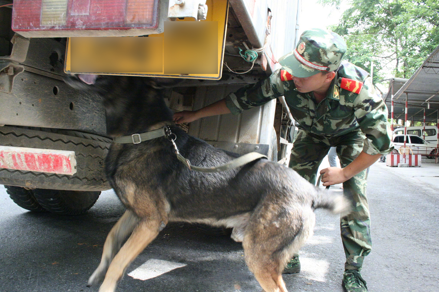 面对眼镜蛇的袭击，警犬护主壮烈牺牲！边防犬的工作有多艰辛？