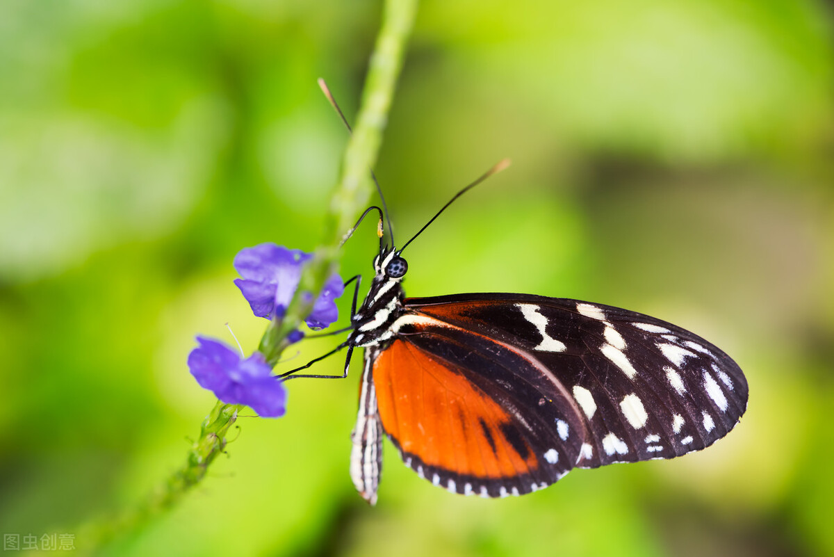 慢与快：狗狗交配为什么会闭锁半小时？人类却没有这样去进化