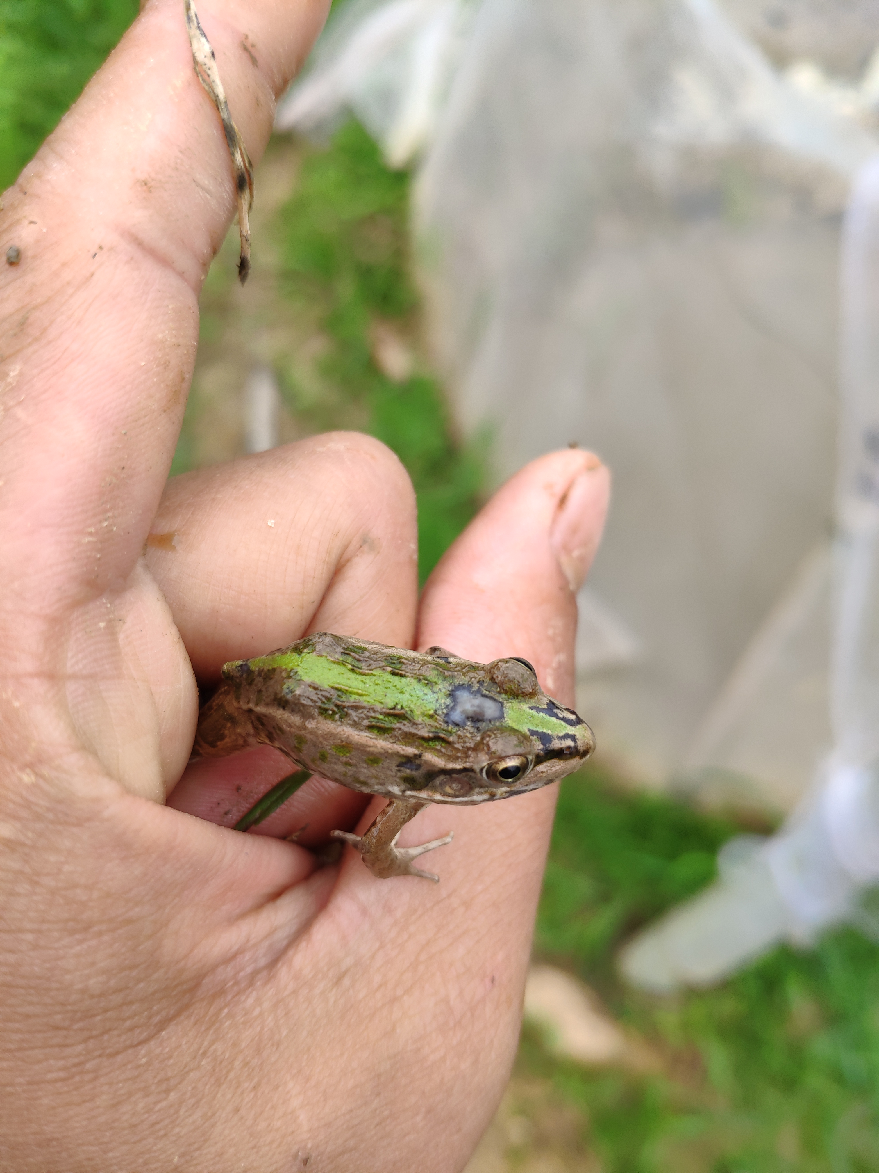 黑斑蛙蝌蚪期(刚孵化到变态上岸)的管理方法及常见疾病预防措施
