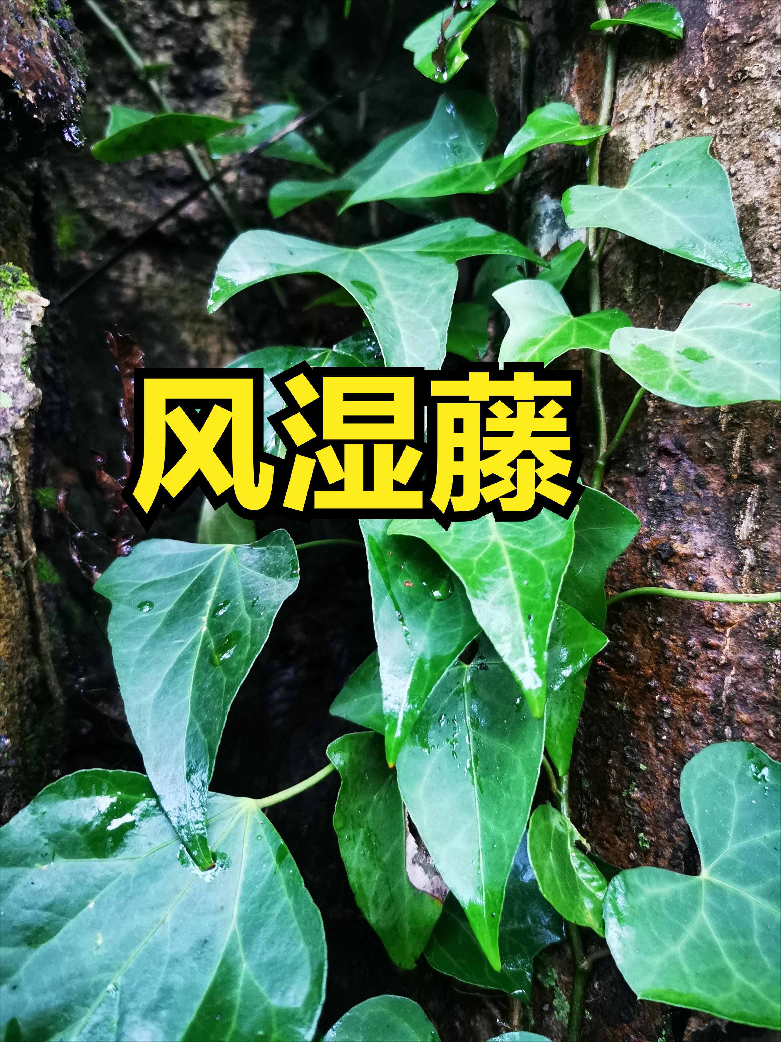 贵州深山里有一种植物“风湿藤”,老百姓用它煮水泡脚,功能强大