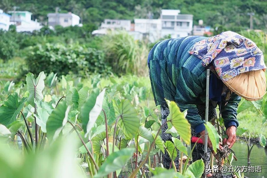 我國(guó)傳統(tǒng)水生蔬菜的起源