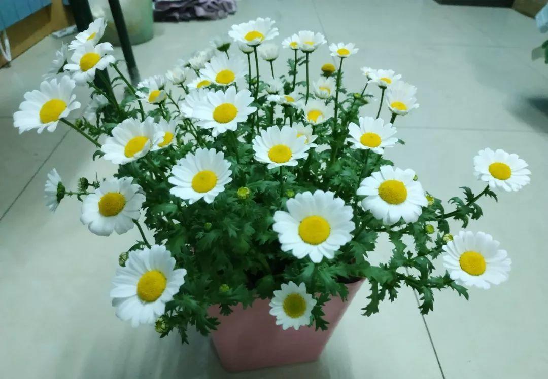 12种吃蚊虫的花，养1盆，虫子全死光