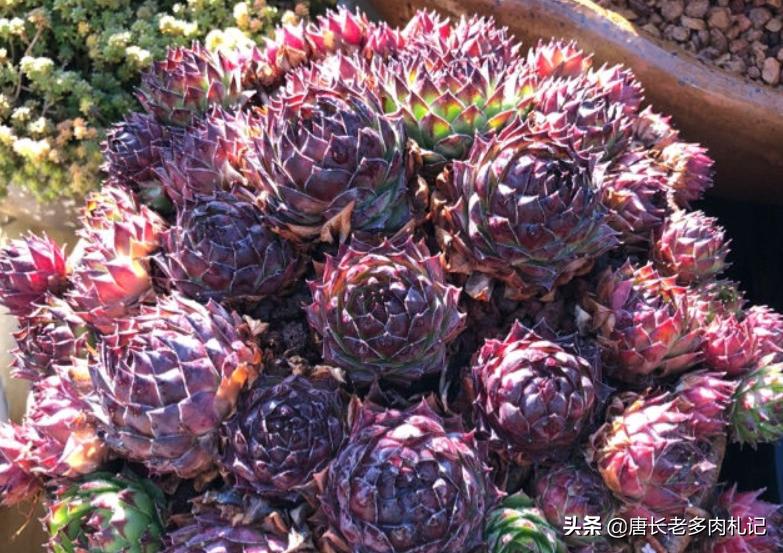 多肉观音莲越养越小?老花匠总结出6个原因,照着处理能轻松爆盆