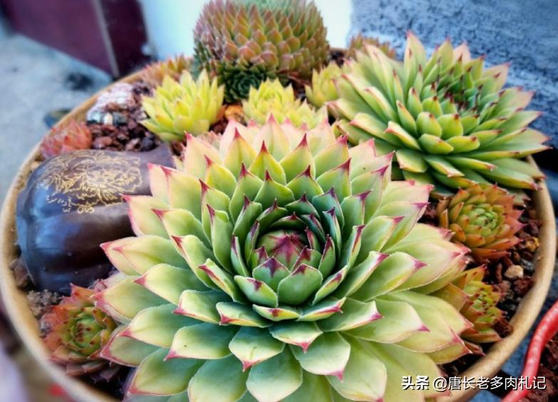 多肉观音莲越养越小?老花匠总结出6个原因,照着处理能轻松爆盆