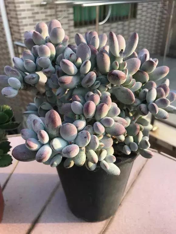 多肉乒乓福娘好看不好养,三招教你轻松搞定,随便养都是一大盆