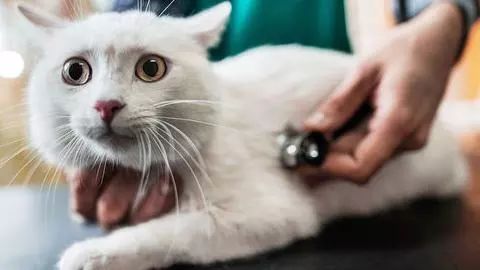 如果猫咪贫血会是怎样？如何判断？又该怎么治疗和预防呢？