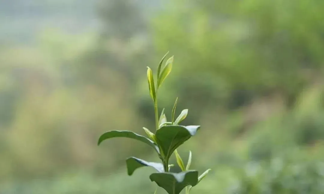 细说绿茶中的最魁梧的茶，太平猴魁
