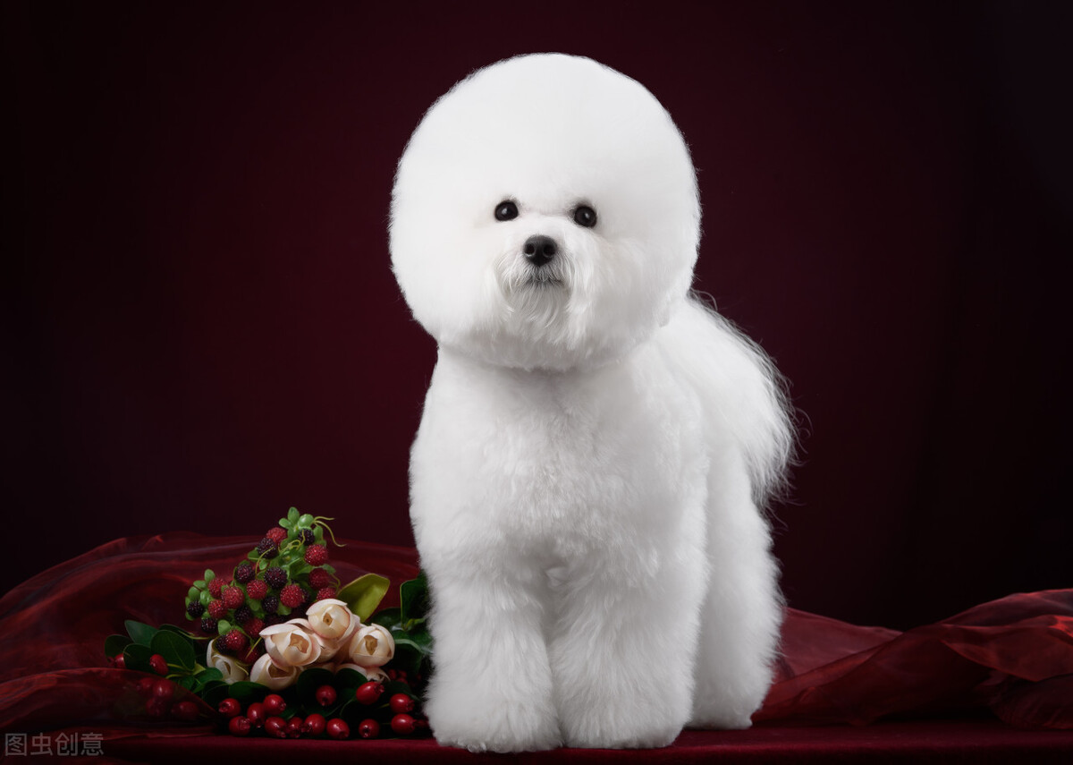 另外因为基因原因,比熊犬特别容易有泪痕宠主平时要多给它擦洗眼睛,有