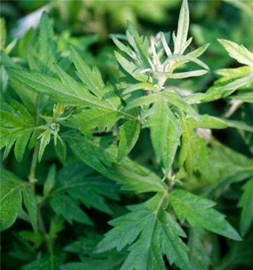 今天是清明节,你知道农家人做"清明粿"常用的三种野草吗?