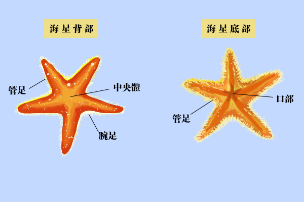 海星的尾巴可以再生吗海星的再生能力有多强