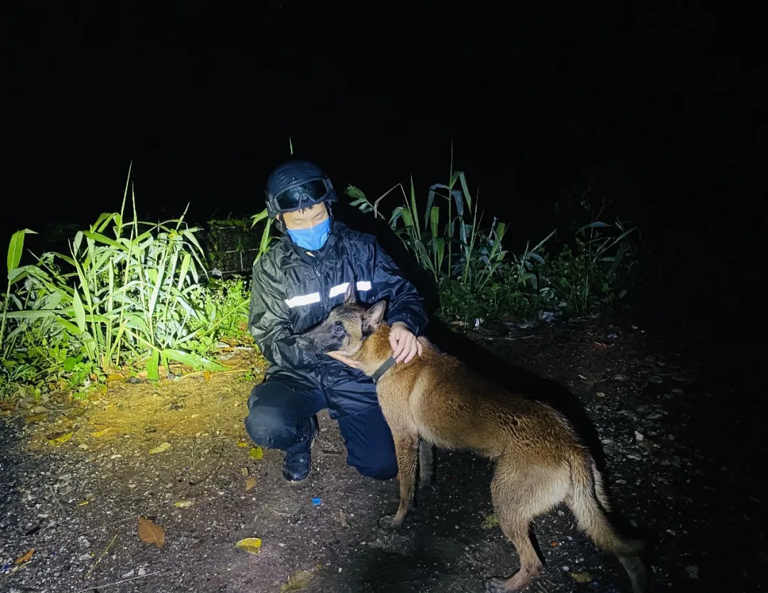 面对眼镜蛇的袭击，警犬护主壮烈牺牲！边防犬的工作有多艰辛？